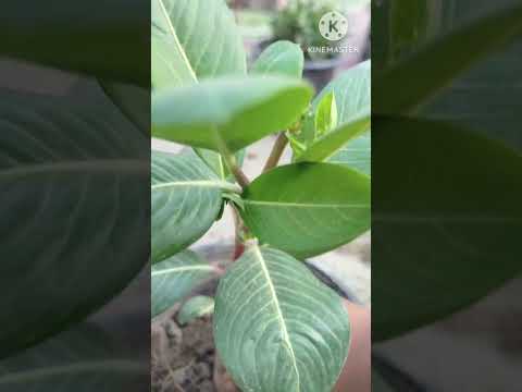 New plant ##shorts #shorts #shorts ## gander #shorts ##shorts