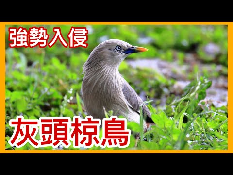 外來種來襲？！族群數量急遽擴張的「灰頭椋鳥」！美麗的外表下卻隱藏著入侵危機？【太神奇了傑克】 - YouTube