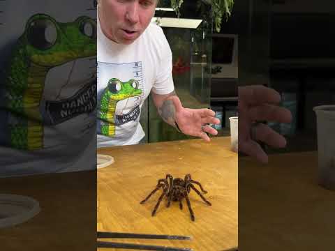 I just couldn't handle this one! Unboxing the largest spider on earth! #shorts