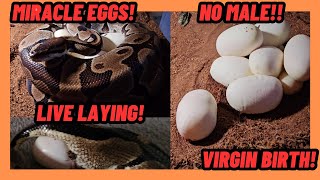 MIRACLE SNAKE EGGS! 40 YEAR OLD PYTHON VIRGIN BIRTH! NO MALE EVER!  LIVE LAYING! PARTHENOGENESIS