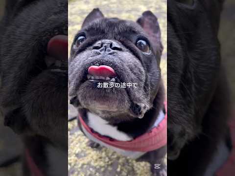 お散歩の途中でいつも #Shorts