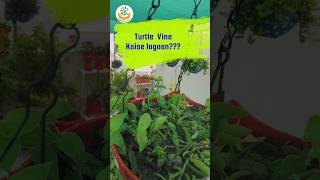 Turtle vine Kaise lagaye ✅. #youtubeshorts