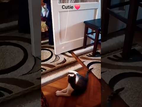 silly cat #cat #catvideos #catshorts #catlovers #catmemes #goofy #sillymoments #kitty #meow#catlife