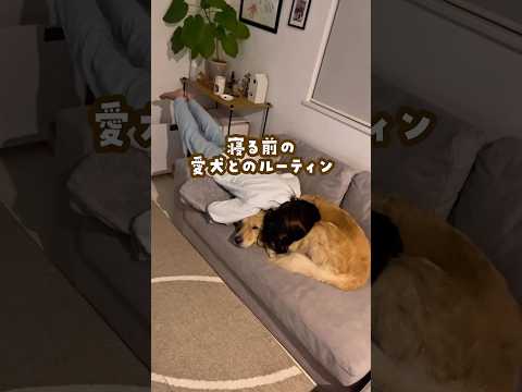 ゴールデンレトリバーと過ごす癒しの夜の習慣 サムネイル