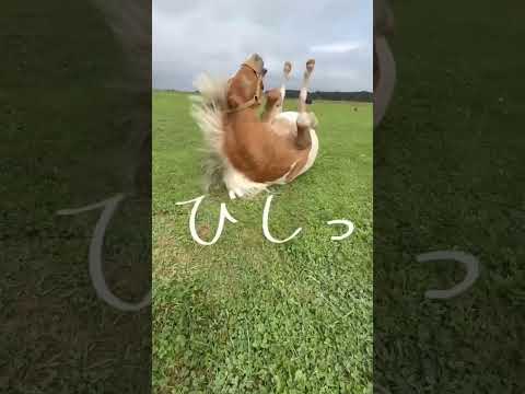 シャキーン✨　♯ミニチュアホース ♯馬♯ポニー ♯horse ♯pony ♯mini horse ♯おひさま牧場 ♯北海道♯観光スポット ♯動物♯animal ♯ペット ♯pet