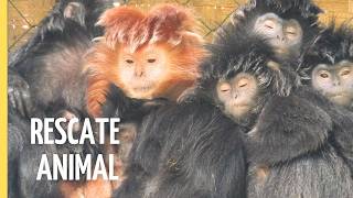 Salvando Especies | Pandas, Gorilas y Cóndores Vuelven a la Naturaleza | Episodio Completo