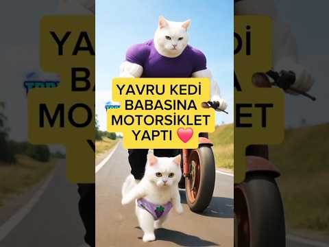 Yavru kedi babasına motorsiklet yaptı ❤️ Babası onun için neler yaptı ‼️ #cat #shorts #viral