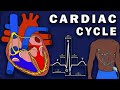 Cardiac Cycle and ECG Interpretation