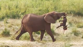 Heartbroken Mother Elephant Can't Let Her Stillborn Baby Go