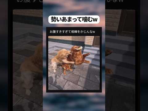 お腹すきすぎて相棒かじるw