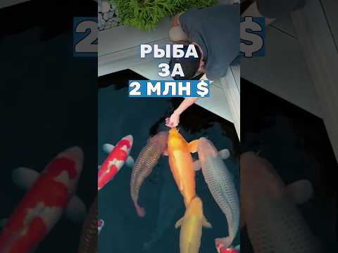 ЭЛИТНАЯ порода рыб. Вот почему Кои так дорого стоят. Рыба для декоративного пруда. Карп Koi