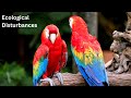Ecosystem Dynamics and Disturbances