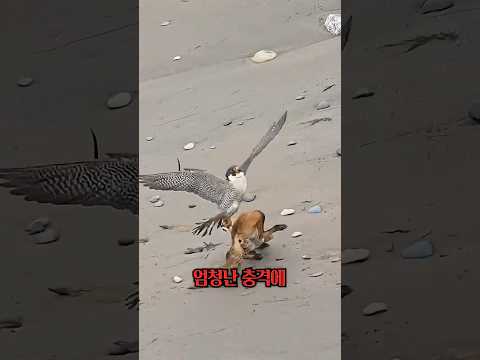 습격당한 여우, 끝까지 집중했습니다