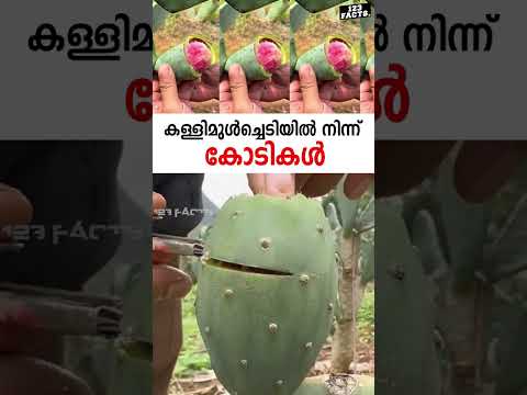 കള്ളിമുൾച്ചെടിയിൽ നിന്ന് കോടികൾ 😳 #cactus #china #viralvideo