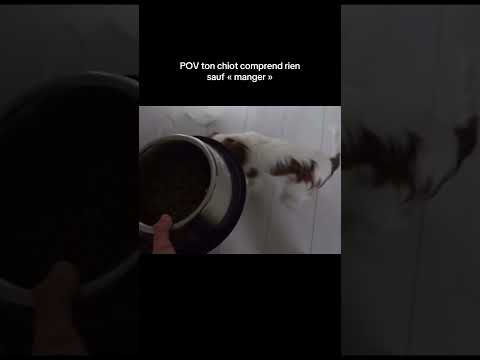 24h dans ma journée avec pif, en ligne sur ma chaîne 😆