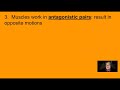 Muscle Function and Anatomy Concepts