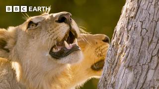 Lioness vs Leopard | Big Cats 24/7 | BBC Earth