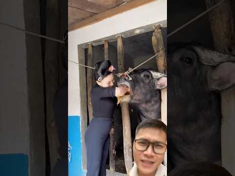 Ôi trâu ơi #nongnghiep