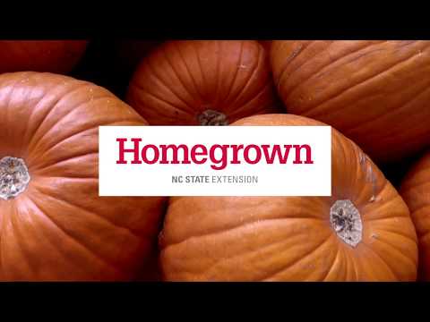 Cover photo for Homegrown | How to Pick and Keep the Perfect Pumpkin