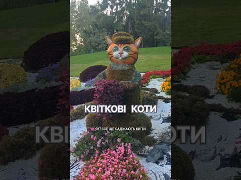 МУРКОТЛИВА УКРАЇНА виставка на Співочому Полі #котики #коти