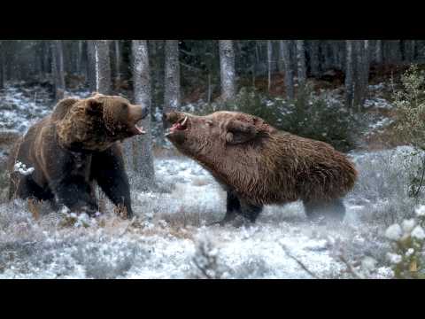 ¡MONSTRUO GIGANTE! ¡La PLAGA más PODEROSA desafía a Lobos y Osos! ¡El VERRACO el Jabalí Más Feroz!