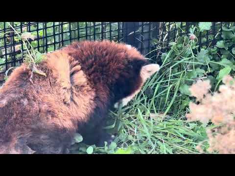 レッサーパンダのココさんのかわいい草摘み動画 | 円山動物園2025年秋の魅力 サムネイル