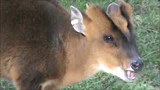 Muntjac de Reeves o muntíaco de Reeves. Características.
