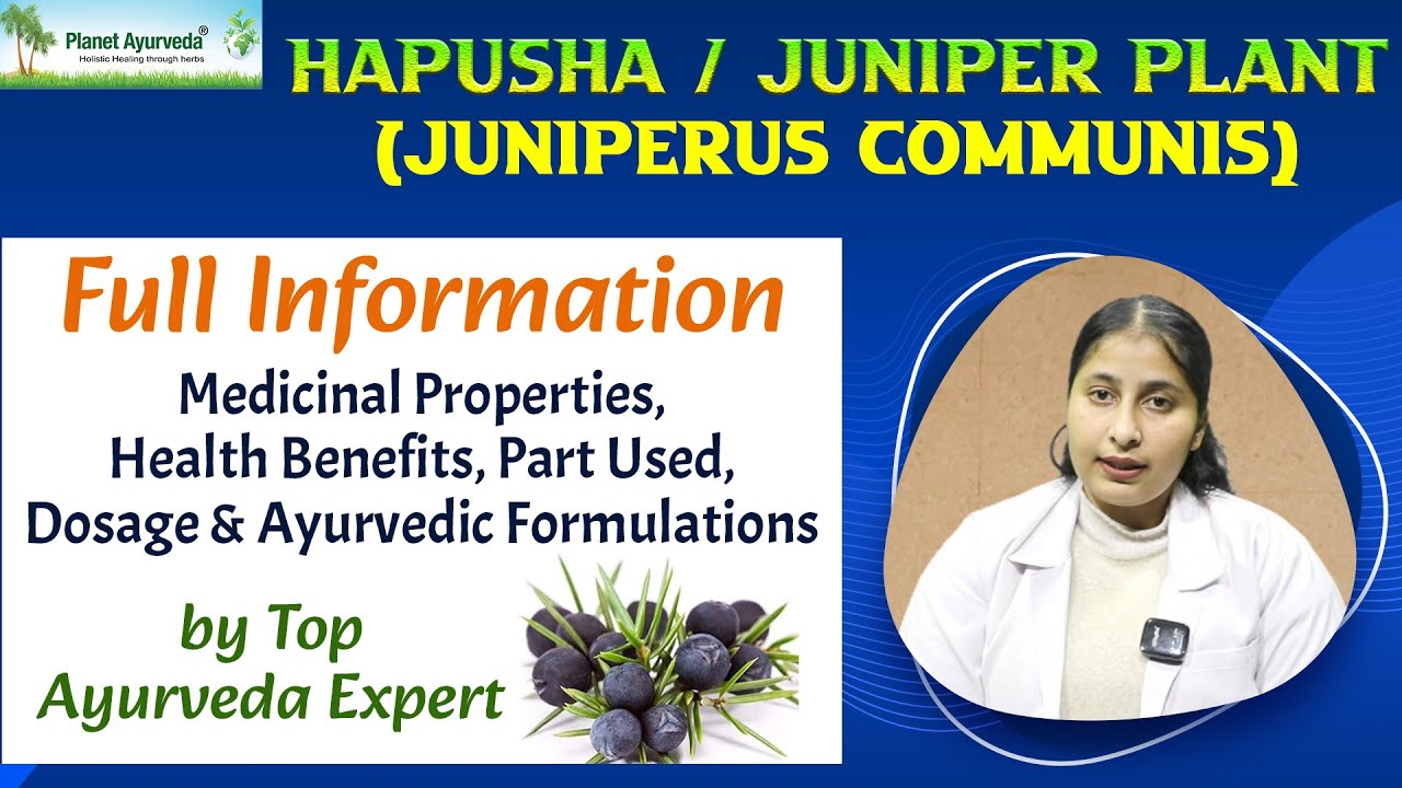 Watch Video Juniperus communis Full Information - Medicinal Properties, Health Benefits, Uses & Dosage