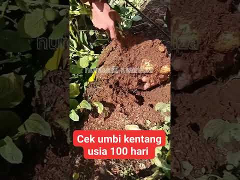 cek umbi kentang  #shorts #budidayatanaman #pertanian #potato #garden #gardening #viral #umbi #plant