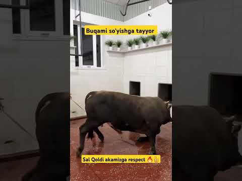 #simental #buqalar #buqaboqish #mashallah #biznes #chorva #edilbay #fargona #yangi #darvoza
