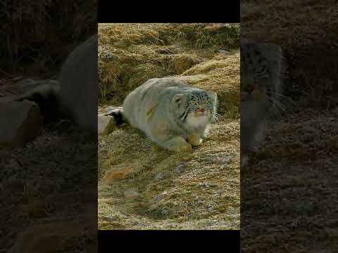 The Pallas's cat's gaze is lethally adorable! #pallascat #shorts #video #animals #wildlife #nature