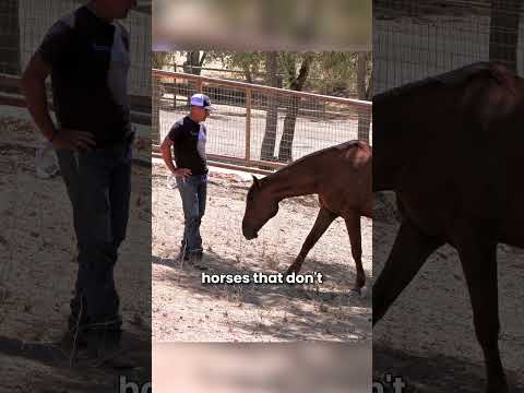 Do you really need to touch your horse?  #horse #horsetraining  #equestrian