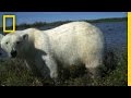 Polar Bears and Ider Geese Interactions