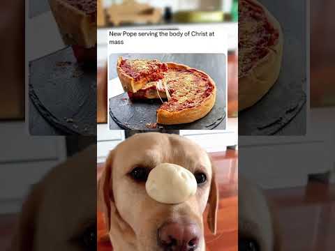 #memes #story #dog #shorts #pets