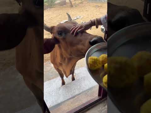 Jay Gau Mata Jay Govinda Jay Gau Mata🙏#vairal #shortvideo #youtubeshorts #cow 🙏 love you maa🙏❤️#