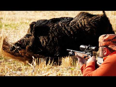 En İnanılmaz 50 Yaban Domuzu Vuruşu, TOP 50 DOMUZ AVI, TOP 50 WILD BOAR HUNTS