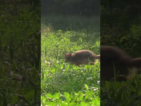 #foxpro #wildlife #huntingdog #nature #animals #dog #summer #coyote