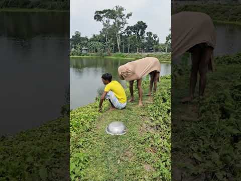 The cow came from behind and knocked over the pot.429