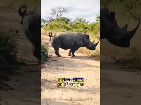 इस जानवर के पास है भयानक सींग #dpthefacts #rhinoceros #gainda #sabsebadajanvar #hindivideo #shorts