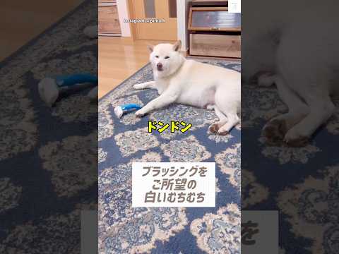 手で飼い主を呼ぶ😂ブラッシングして欲しい柴犬　#柴犬 #白柴　#かわいい犬 #かわいい #ブラッシング サムネイル
