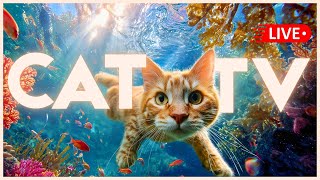🔴 Live Music & TV for CATS 🐱🌈 Soothing Lullabies + Calming Visuals💤