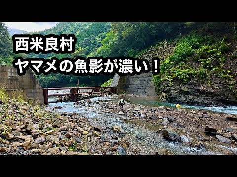 【渓流】禁漁目前のヤマメ釣り(宮崎県西米良村)