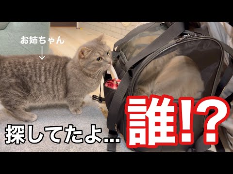 猫の動画サムネイル - いなくなった家族を探し続けた猫…ついに再会の瞬間が！え？その姿どうしたの！？