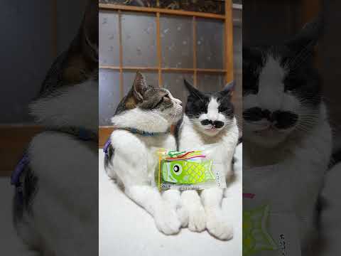 猫の動画サムネイル - 国産米粉のかしわ餅（草粒あん）　250505　#ねこ　#のせ猫　#こどもの日　#柏餅 #cat #cute #ネコ #猫のいる暮らし #cutecat #animals #kitty