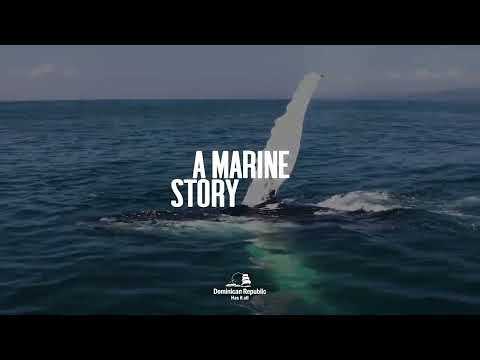 Be WHALE WATCHER - GO DOMINICAN REPUBLIC