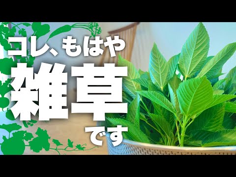 【夏の神コスパ野菜】プランターで『無限モロヘイヤ』完全ガイド|モロヘイヤ栽培
