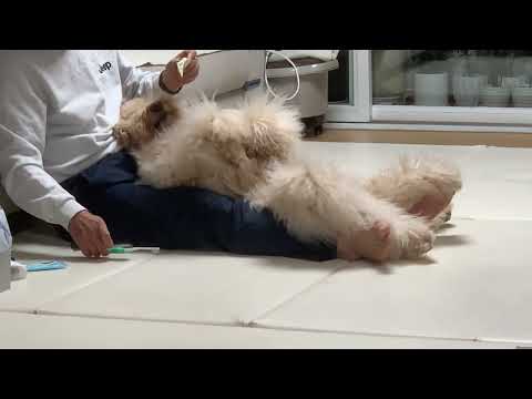 My Dog Brings a Toothbrush when it's time to brush her teeth