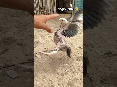 It’s time for chick training #youtube #viralvideo #viralshorts