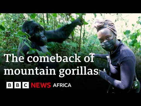 YouTube video thumbnail: How Coffee Is Brewing a Mountain Gorilla Comeback