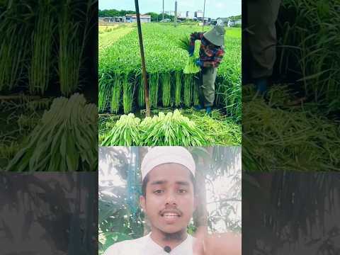 কিভাবে শাক চাষ করছে দেখুন! #shorts #viralshorts #shortsfeed